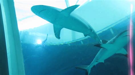 Sea Aquarium Resorts World Sentosa Singapore Sharks
