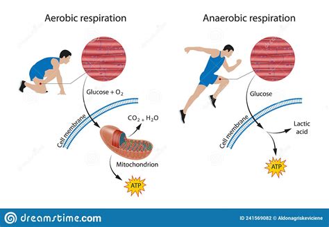 Cellular Respiration Aerobic And Anaerobic Stock Illustration