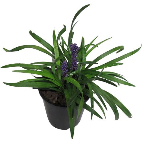 Liriope Potted Plant 1l The Warehouse