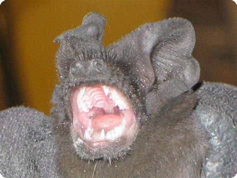 Whether homeowners are looking to get rid of mice from their attic, need a termite inspection, or are despite hometeam pest defense's impressive offering, the pest control company does have some limitations. Pest Control - How to Get Rid of Bats