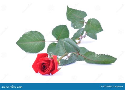 Red Rose Isolated Stock Photo Image Of Love Floral 17793522