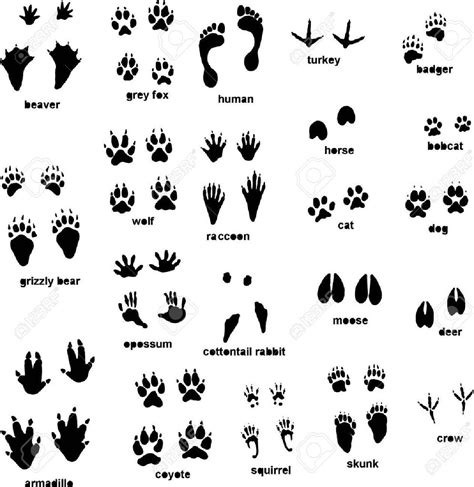 Various Animal Tracks Stock Vector Animal Footprint Deer Animal