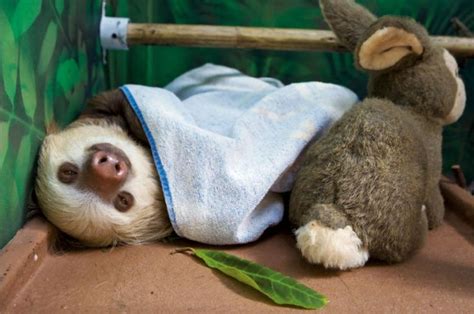 Sleepy Sloth Sloths My Spirit Animal Pinterest