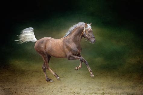 Galloping Horse Photograph By Christiana Stawski Fine Art America