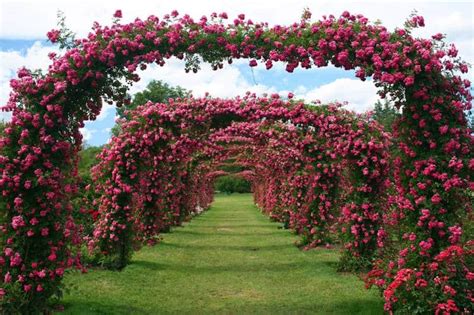 populer  gambar pemandangan taman bunga mawar gambar bunga