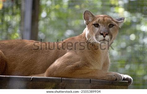 Beautiful North American Cougar On Wooden Stock Photo 2101389934