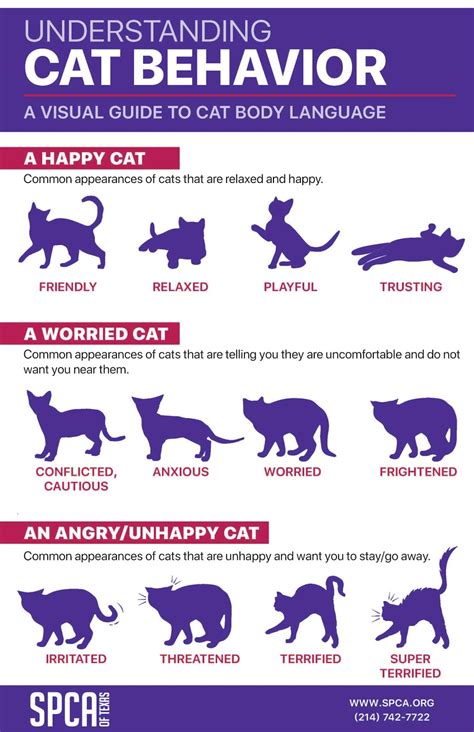 A Visual Guide To Cat Behavior