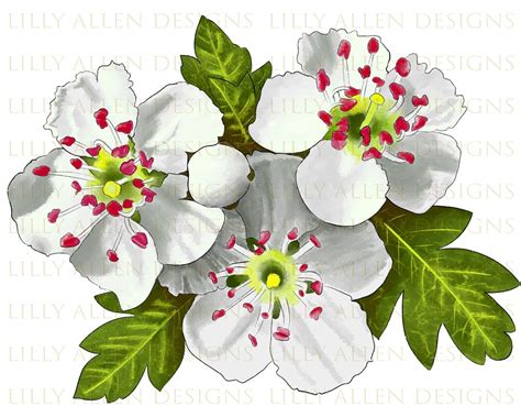 Hawthorn Flower Illustrations Png Digital Downloadflower Etsy