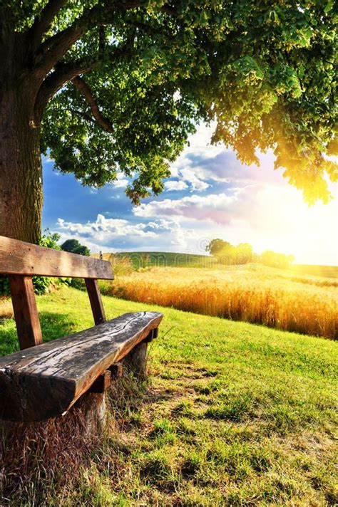 Beautiful Summer Landscape With Wooden Bench At Sunset Affiliate