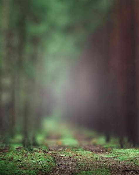 Forest Road Full Blur Background Free Stock Image Download