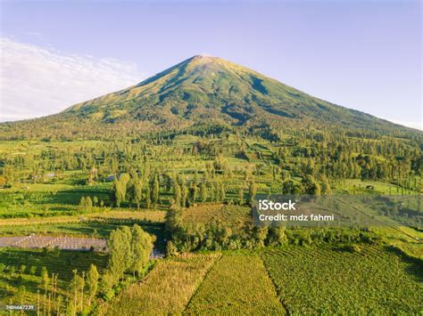 Green Plantation On The Slope Of Mount Sindoro Stock Photo Download