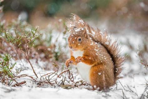 Red Squirrel In Snowfall Stock Image Image Of Paws Sciurus 61061437