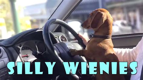 20 Funny Pictures Of Wiener Dogs New Pictures