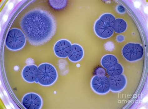 Fungal Colonies On Agar Plate Photograph By Wladimir Bulgarscience