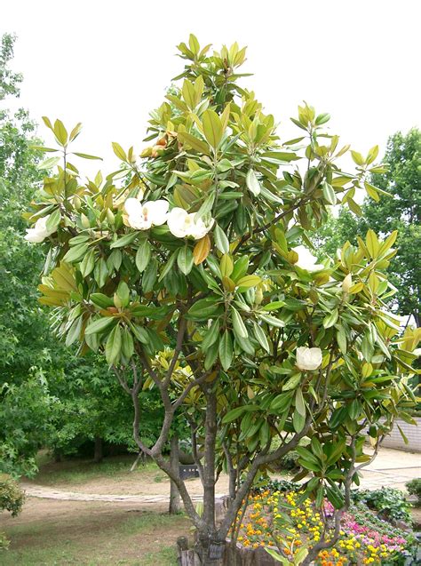 Filemagnolia Grandiflora10