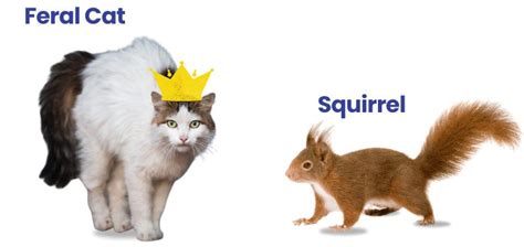 Cat Vs Squirrel Who Would Win