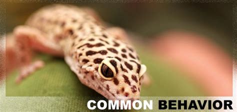 Gecok genjer sexing leopard geckos | gecko daddy. Leopard Geckos & Their Behavior