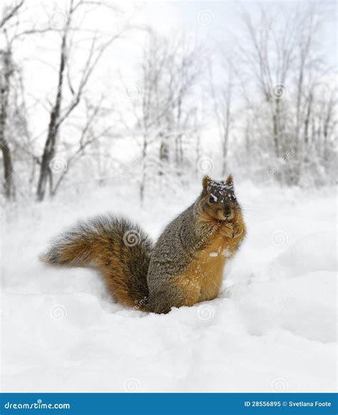 Squirrel On The Snow Stock Image Image Of Tree Wildlife 28556895