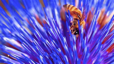 Wallpaper Flowers Plants Insect Blue Pollen Bees Hymenoptera