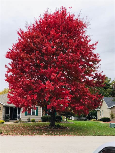 The Best Trees To Plant For Fall Color In The Midwest