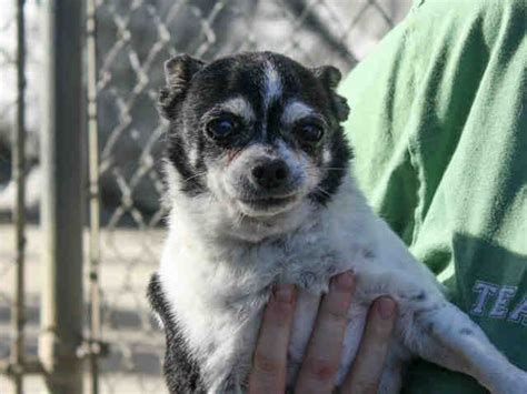 Appointments are not tied to specific animals, so please check to see who is available prior to your appointment. Chihuahua dog for Adoption in Ojai, CA. ADN-779091 on ...