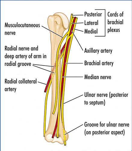 Supracondylar Fracture Median Nerve