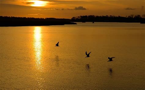 Birds Flying In The Sunset Hd Wallpaper