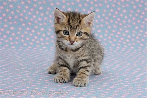 Cute Tabby Kitten On Flowery Background Photo Wp36413