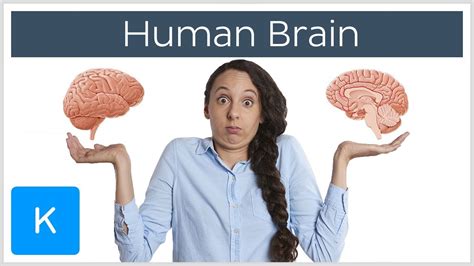 Its Time For Your Brain To Learn Aboutthe Brain Kenhub Youtube