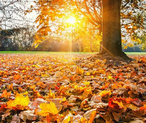 Sunny Autumn Foliage Stock Photo Image Of Scenics Environment 57890084