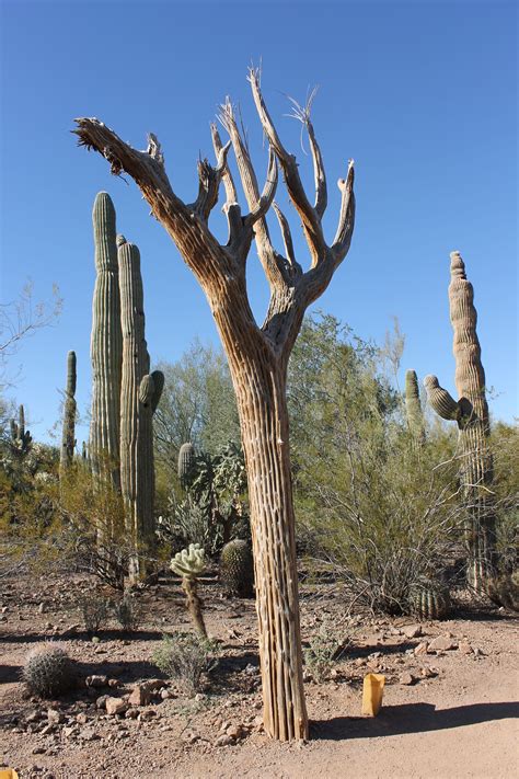 So check your plants regularly for signs of digestion. Dead Cactus | Arizona cactus, Cactus