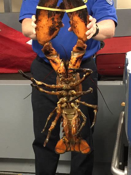 owner is angry his 20 pound lobster dinnah was photographed by the t s a the new york times