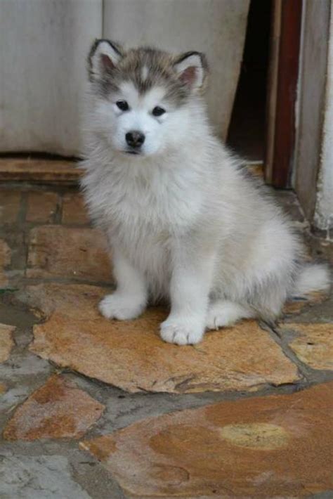This video is sponsored by petflow! Siberian Husky for Sale in Oneonta, New York - Puppies for ...