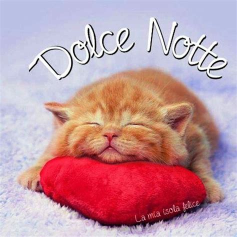 Dolce Notte Gatto Gattino Che Dorme Immagini Gatti