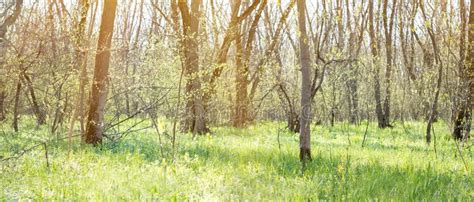 Panorama Of Spring Forest Stock Photo Image Of Magic 147253834