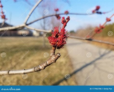 Blooming Tree Buds During Early Spring Stock Photo Image Of Shrub