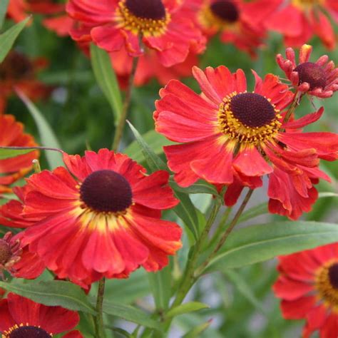 Fall perennials long blooming perennials blooming plants flowers perennials planting flowers purple perrenial flowers tall perennial flowers part sun 10 of the longest flowering perennials for your garden. 10 Colorful Perennials that Bloom in the Fall - Natalie Linda