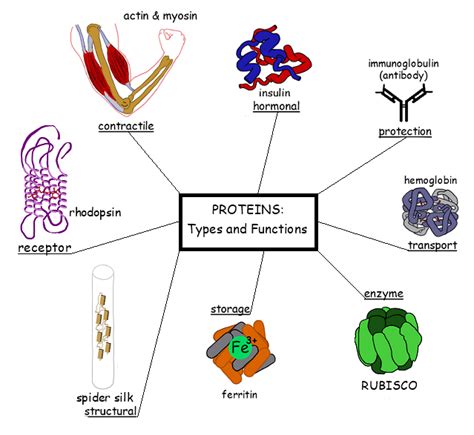 Functions Of Proteins 5 Main Functions What Where And How