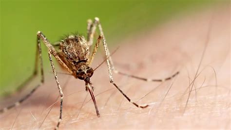Are You A Magnet For Mosquitoes The Science Behind Why You May Get