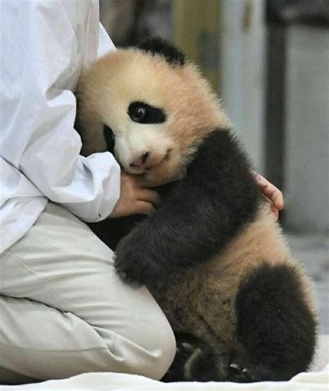 Panda Lover On Instagram Hug Me Please 🤗 🐼 Creit Unknow Dm For