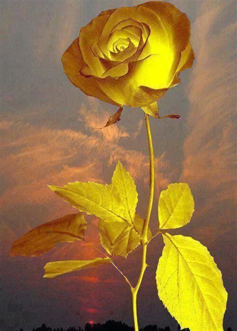 Delicacy And Even Of Fragility Yellow Roses Beautiful Rose Flowers