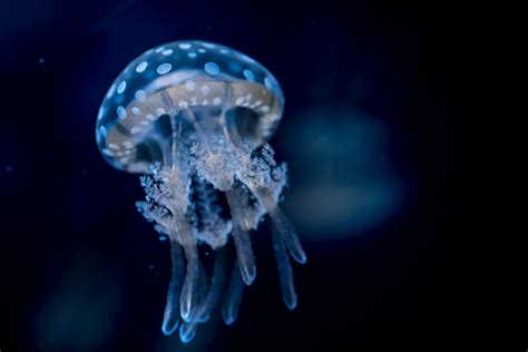 Jellyfish Jellyfish Fish Pet Tentacle