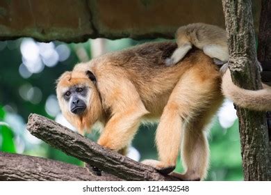 Gibbons Ape Monkey Hylobatidae While Carrying Stock Photo 1214432548