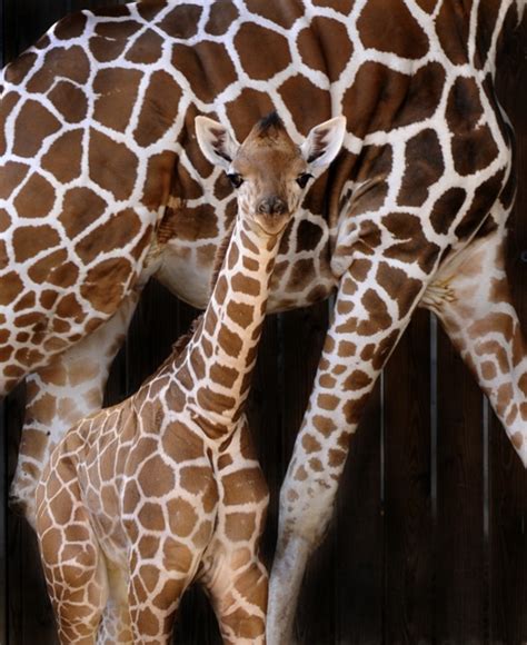 Fourth Baby Giraffe Born At Animal Kingdom This Year Pic