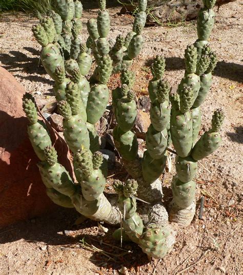 Desert Plantsflowerstrees Cini Clips
