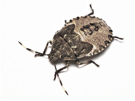 Bizarre Bugs Found In Big City Show Natures Weirdness Is Everywhere