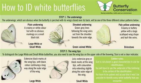 Twitter Savebutterflies How To Id White Butterflies Butterfly