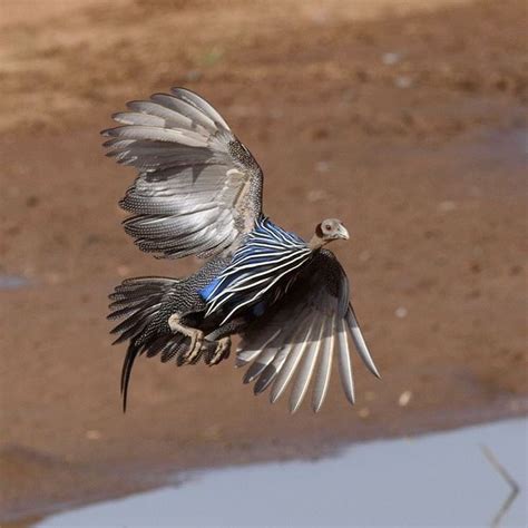 Vulturine Guinea Fowl In Flight