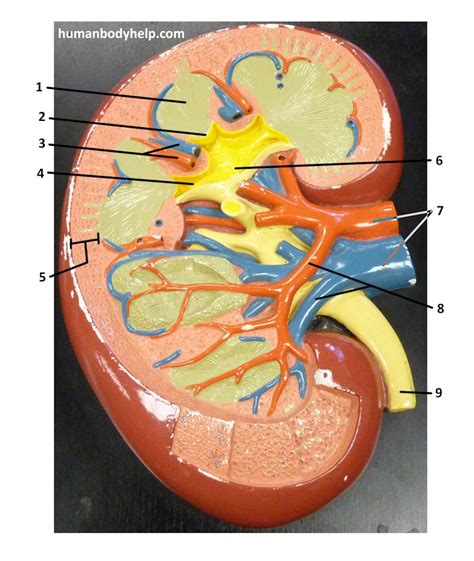 Human Anatomy Kidney