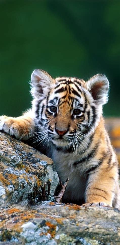 A Small Tiger Cub Climbing Up The Side Of A Rock